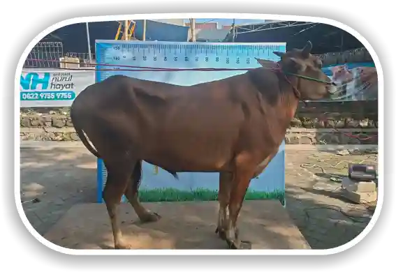 Sapi