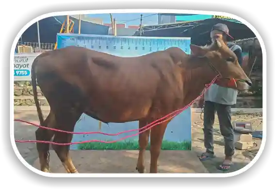 Sapi