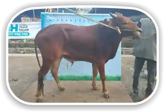 Sapi