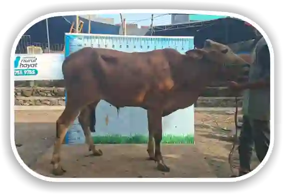 Sapi