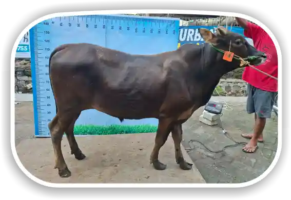 Sapi