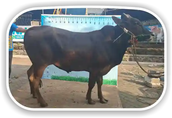 Sapi