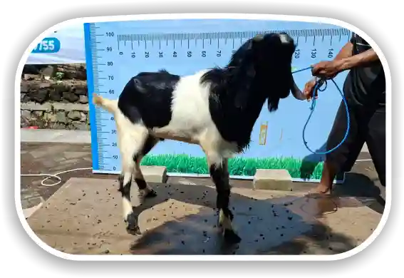 Kambing