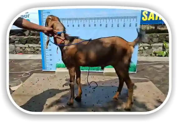 Kambing
