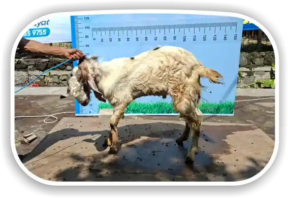 Kambing