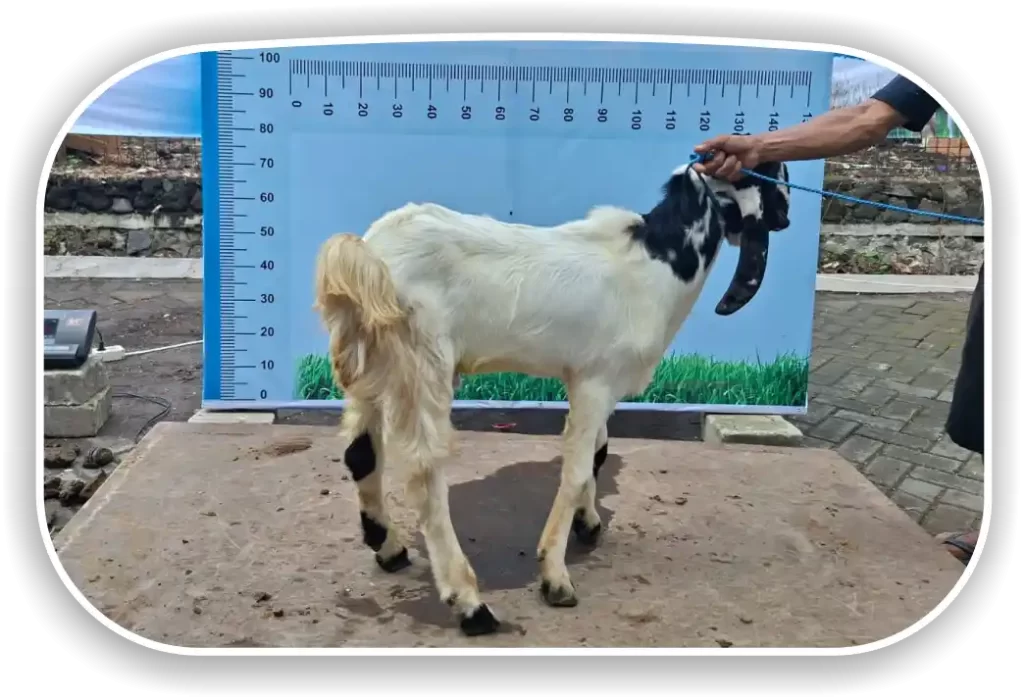 Kambing