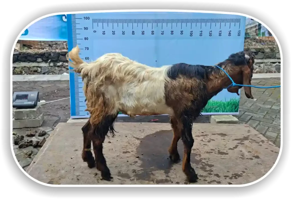 Kambing