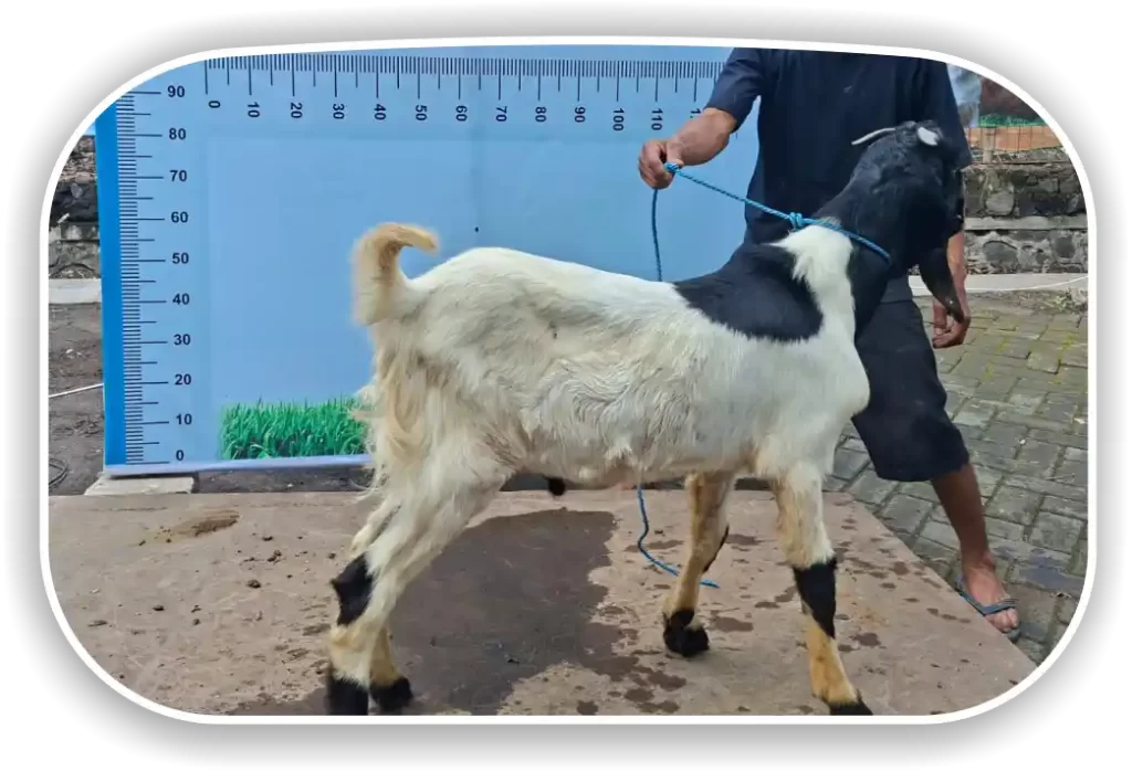 Kambing