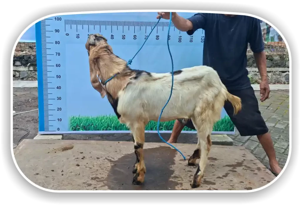 Kambing