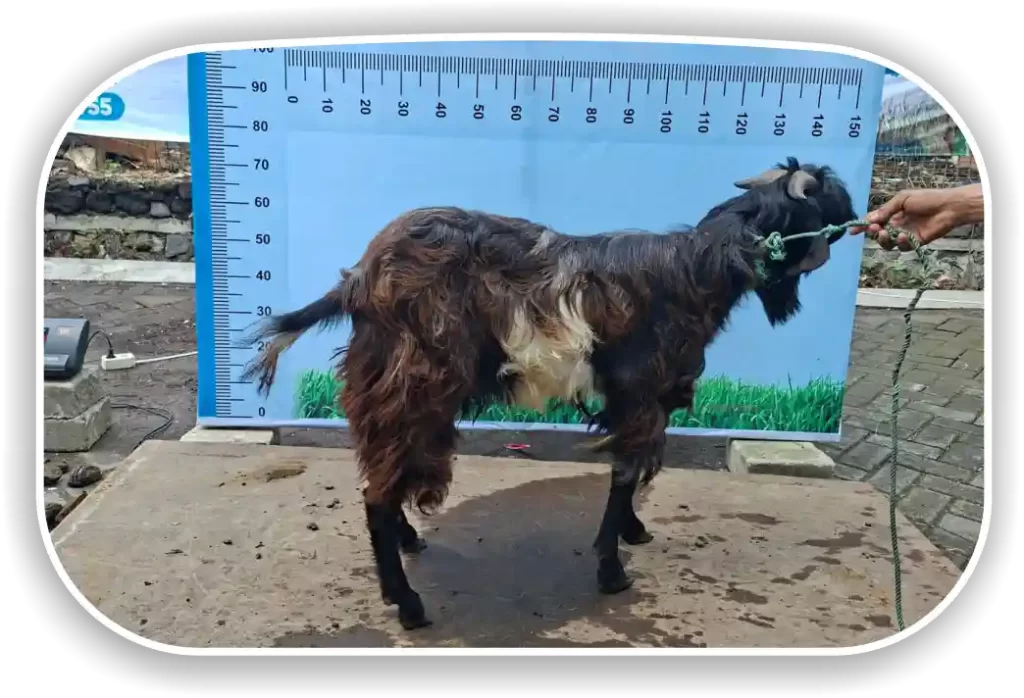 Kambing