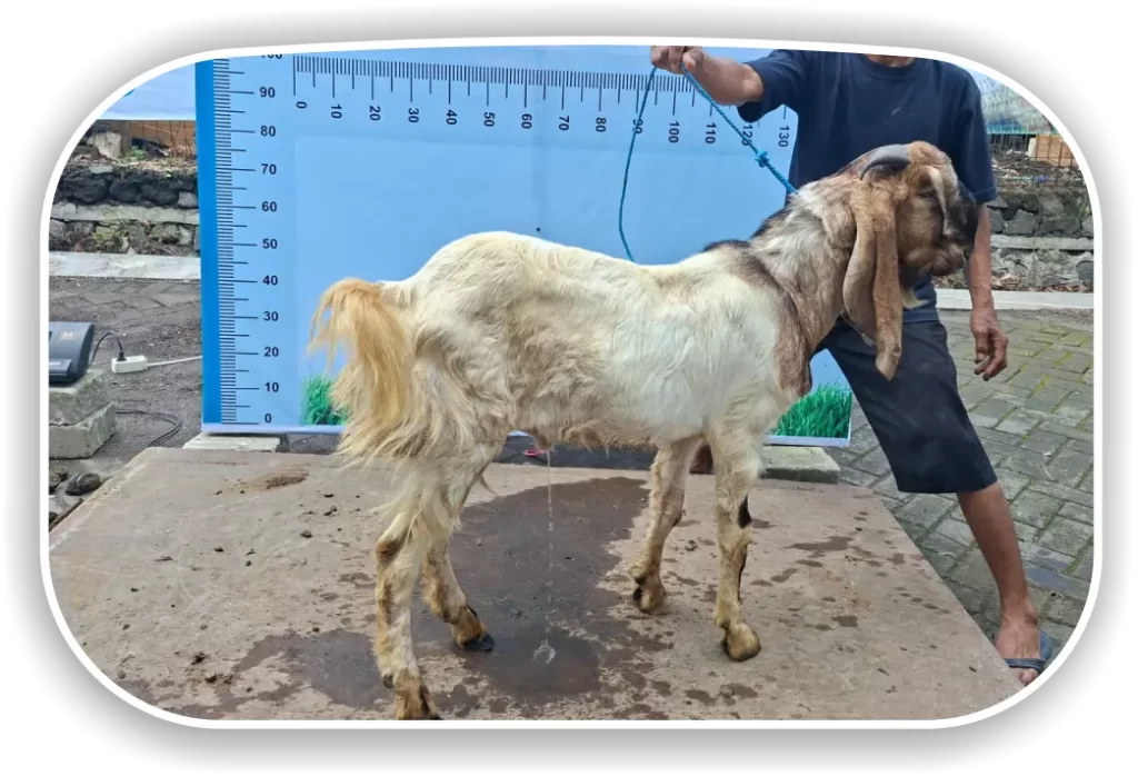 Kambing