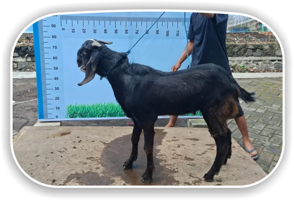 Kambing