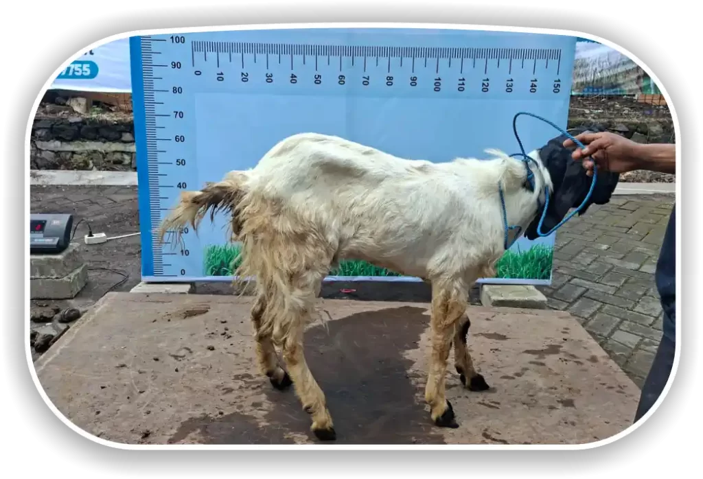 Kambing