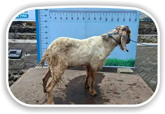 Kambing