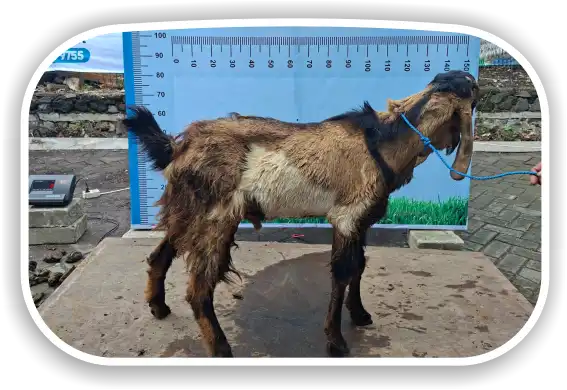 Kambing