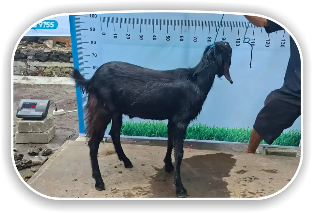 Kambing