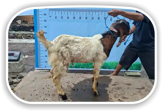 Kambing
