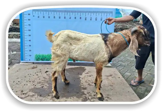 Kambing
