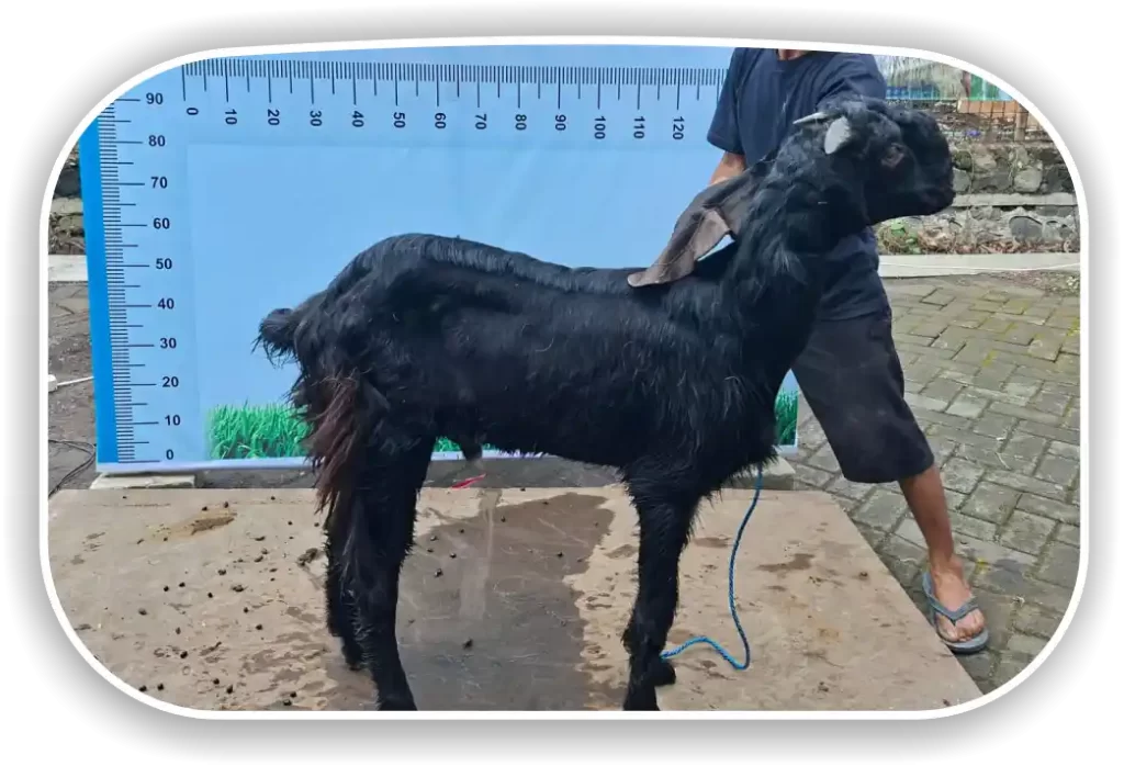 Kambing
