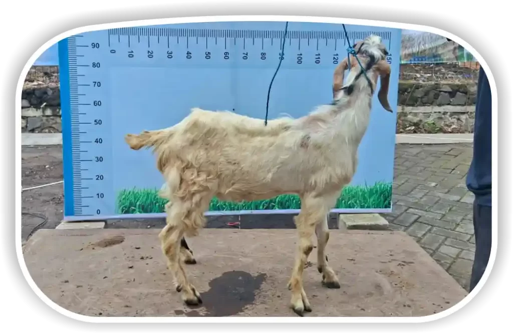 Kambing