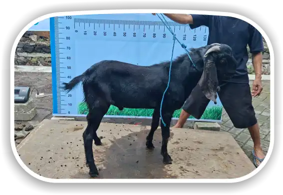 Kambing