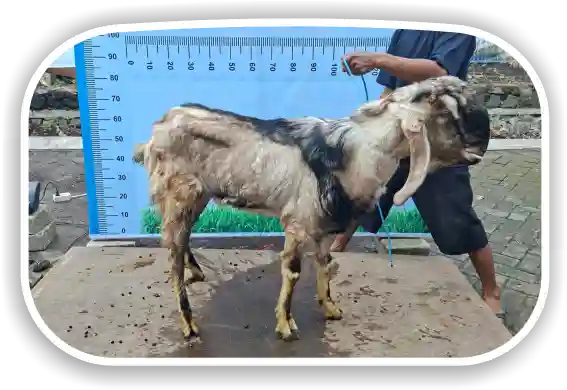 Kambing