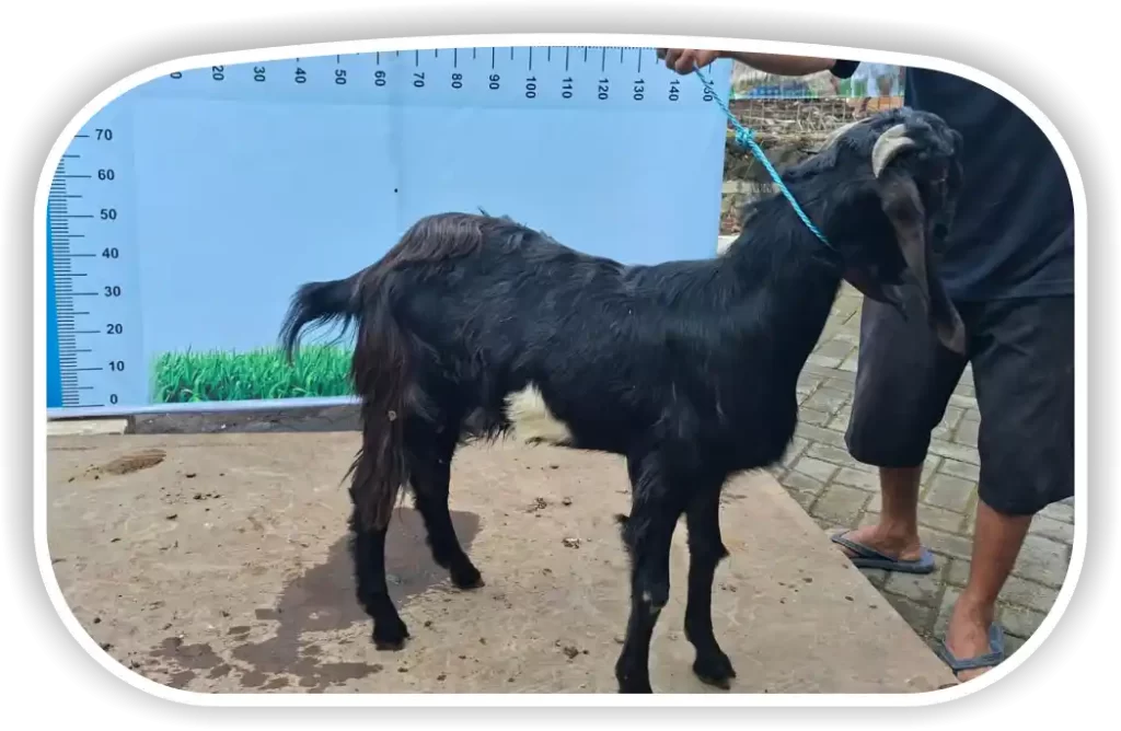 Kambing