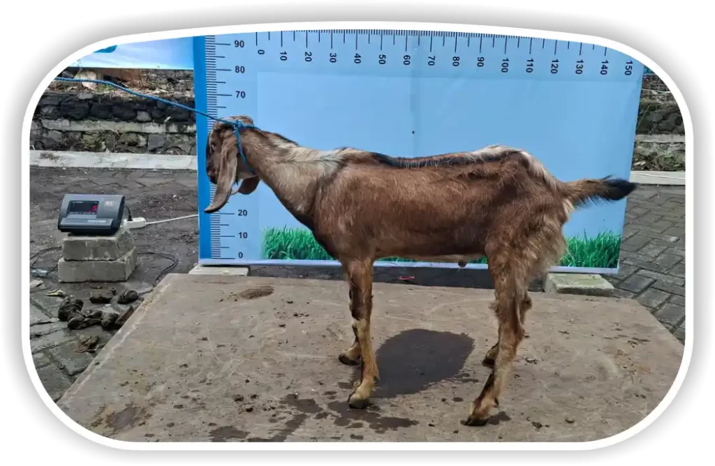 Kambing