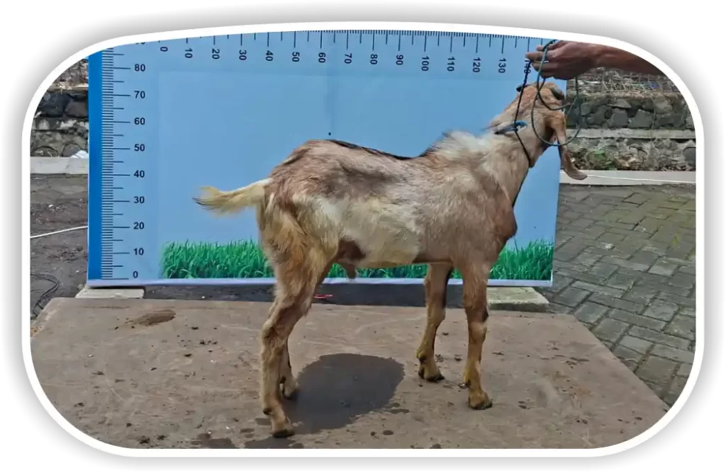 Kambing