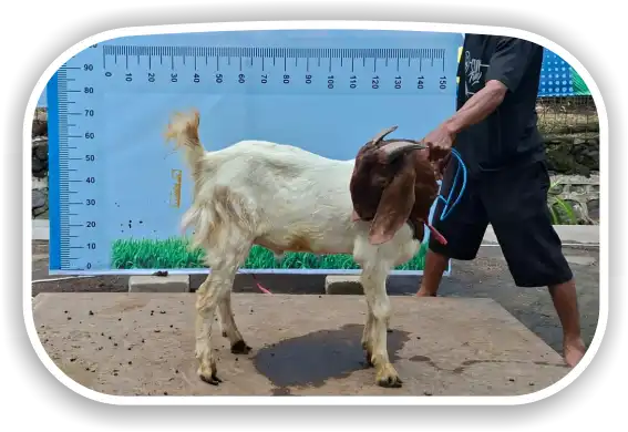 Kambing