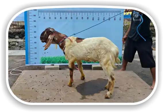 Kambing