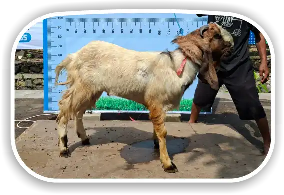 Kambing