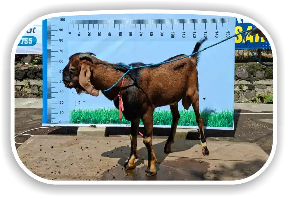 Kambing