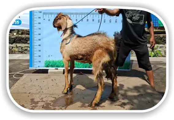 Kambing