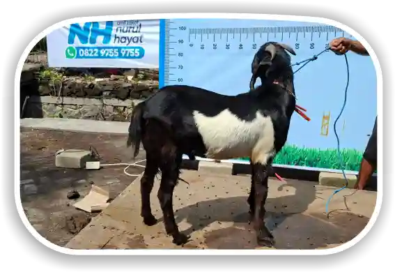 Kambing