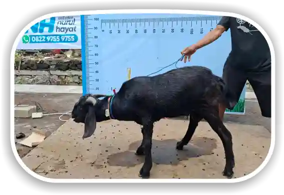 Kambing