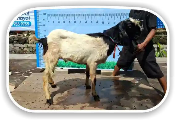 Kambing