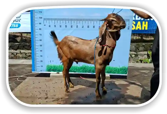 Kambing