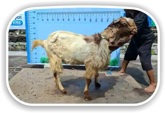 Kambing