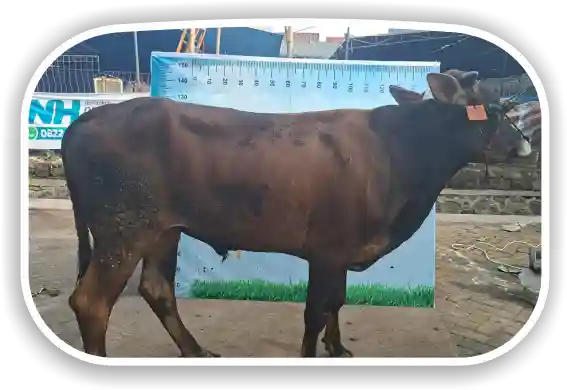 Sapi