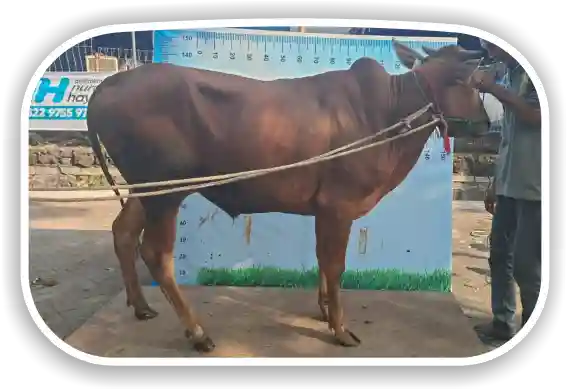 Sapi