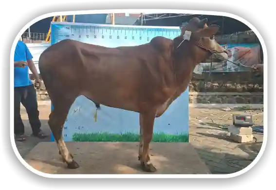 Sapi