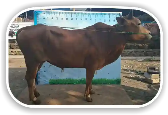 Sapi
